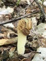 Morchella diminutiva