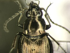 Bembidion punctatostriatum