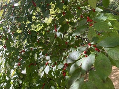 Ilex verticillata