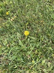Taraxacum