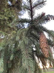 Picea omorika