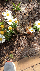 Leucanthemum maximum