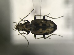 Bembidion inaequale