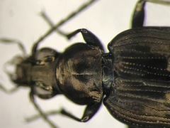 Bembidion inaequale