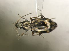 Bembidion castor
