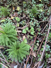 Dendrolycopodium dendroideum