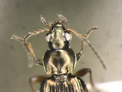 Bembidion castor