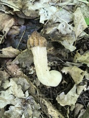 Morchella punctipes