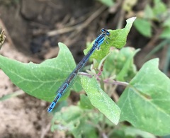 Enallagma risi