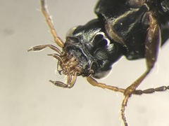 Bembidion castor