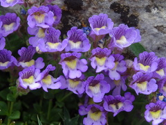 Chaenorhinum origanifolium