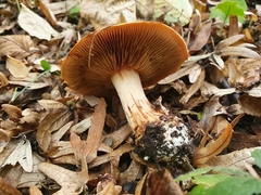 Calonarius splendens