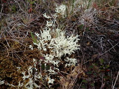 Cladonia uncialis
