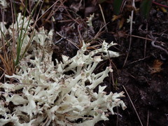 Cladonia uncialis
