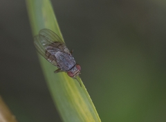 Lauxaniidae