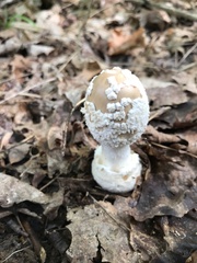 Amanita amerirubescens