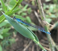 Enallagma risi