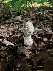 Amanita amerirubescens