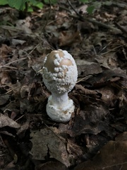 Amanita amerirubescens