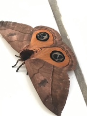 Automeris liberia