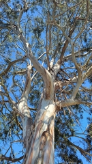 Eucalyptus globulus