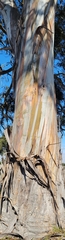 Eucalyptus globulus