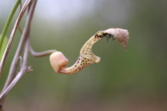 Aristolochia taliscana