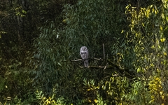 Strix uralensis