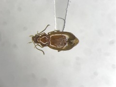 Elaphropus vivax