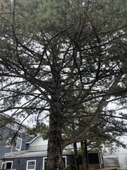 Pinus nigra