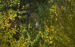 Strix uralensis