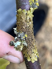 Melanelixia subaurifera