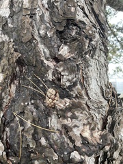 Pinus nigra