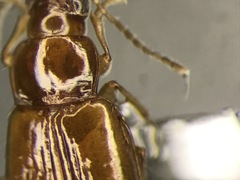 Elaphropus vivax