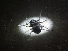 Odontolabis cuvera sinensis