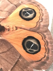 Automeris liberia