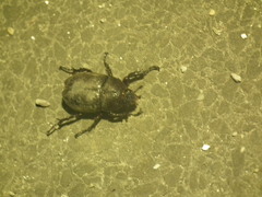 Trypoxylus dichotomus