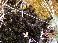 Campylopus atrovirens