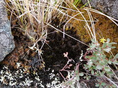 Campylopus atrovirens