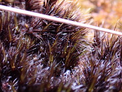 Campylopus atrovirens