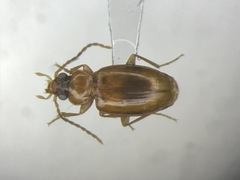 Paratachys scitulus