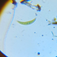 Closterium moniliferum