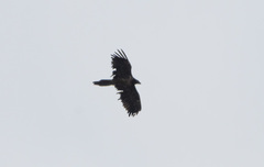 Gypaetus barbatus barbatus