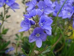Veronica tenuifolia