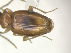 Paratachys scitulus