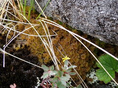 Sphagnum tenellum