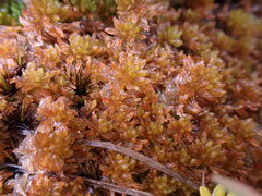 Sphagnum tenellum