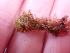 Sphagnum tenellum