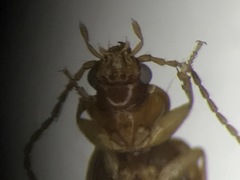 Paratachys scitulus