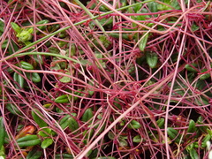 Cuscuta epithymum